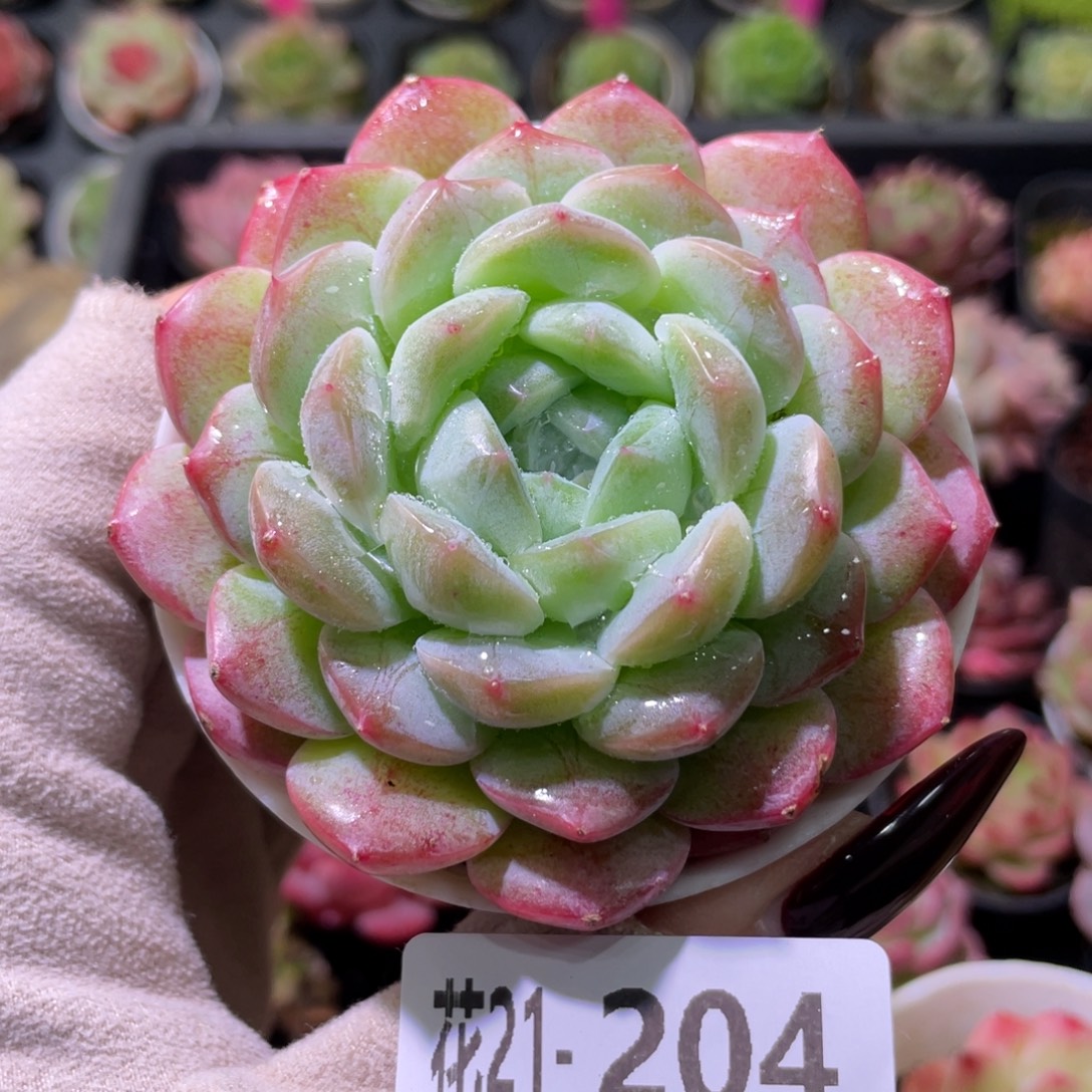 花利美21-204白桃汽水