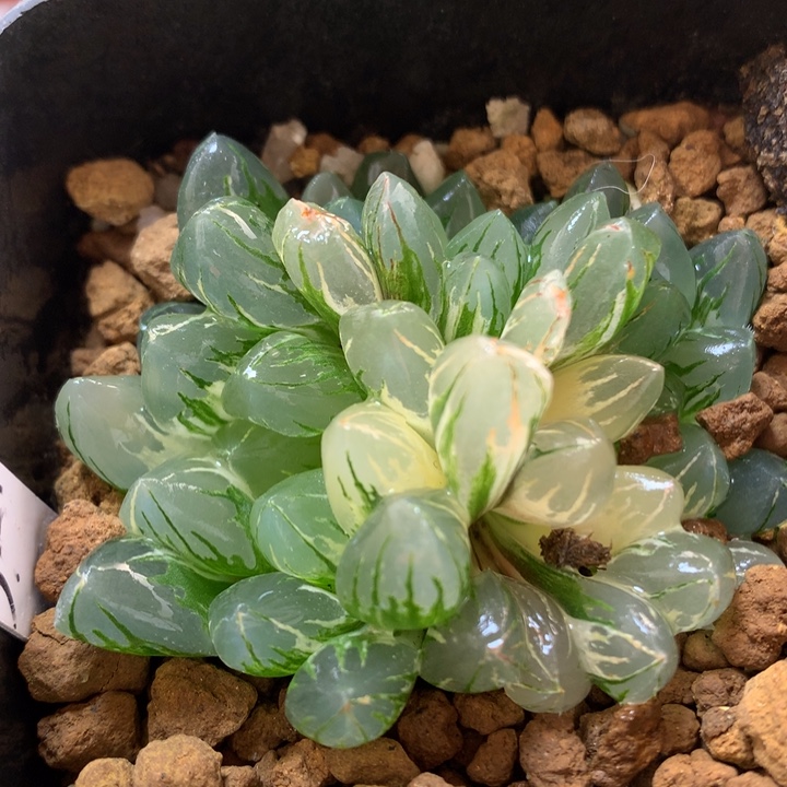 水晶灯玉露锦带盆土发货