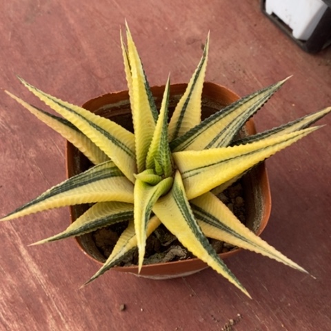 琉璃殿锦11仙人球