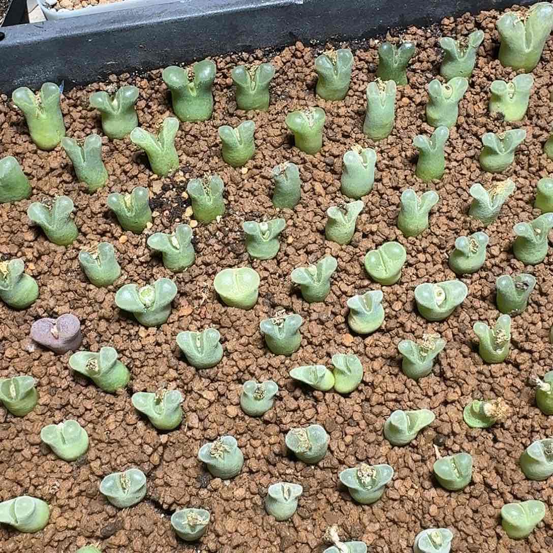 328号多肉植物哇c g