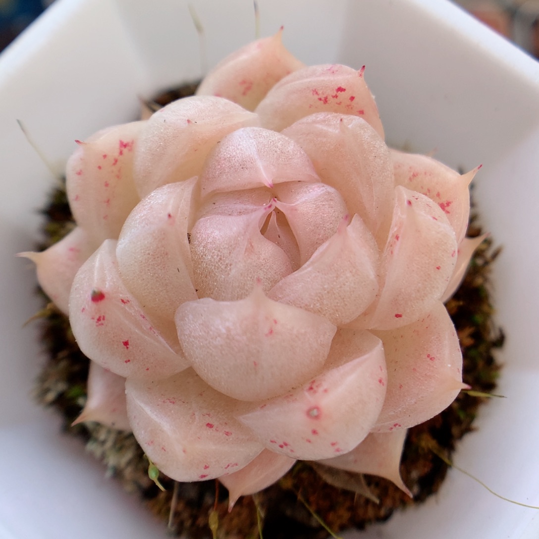 一物一拍精品多肉。麦秆4