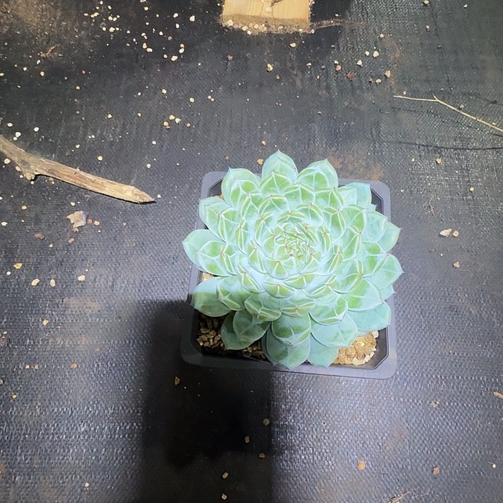 柠夏专拍雪花多肉