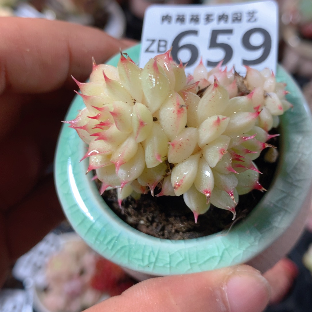 5CM拇指盆精控多肉ZB659