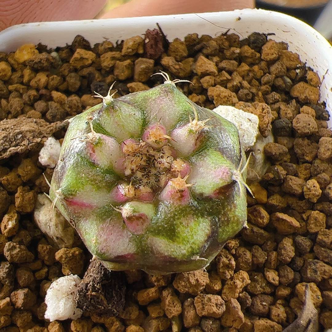 大部分开放少量花苞962