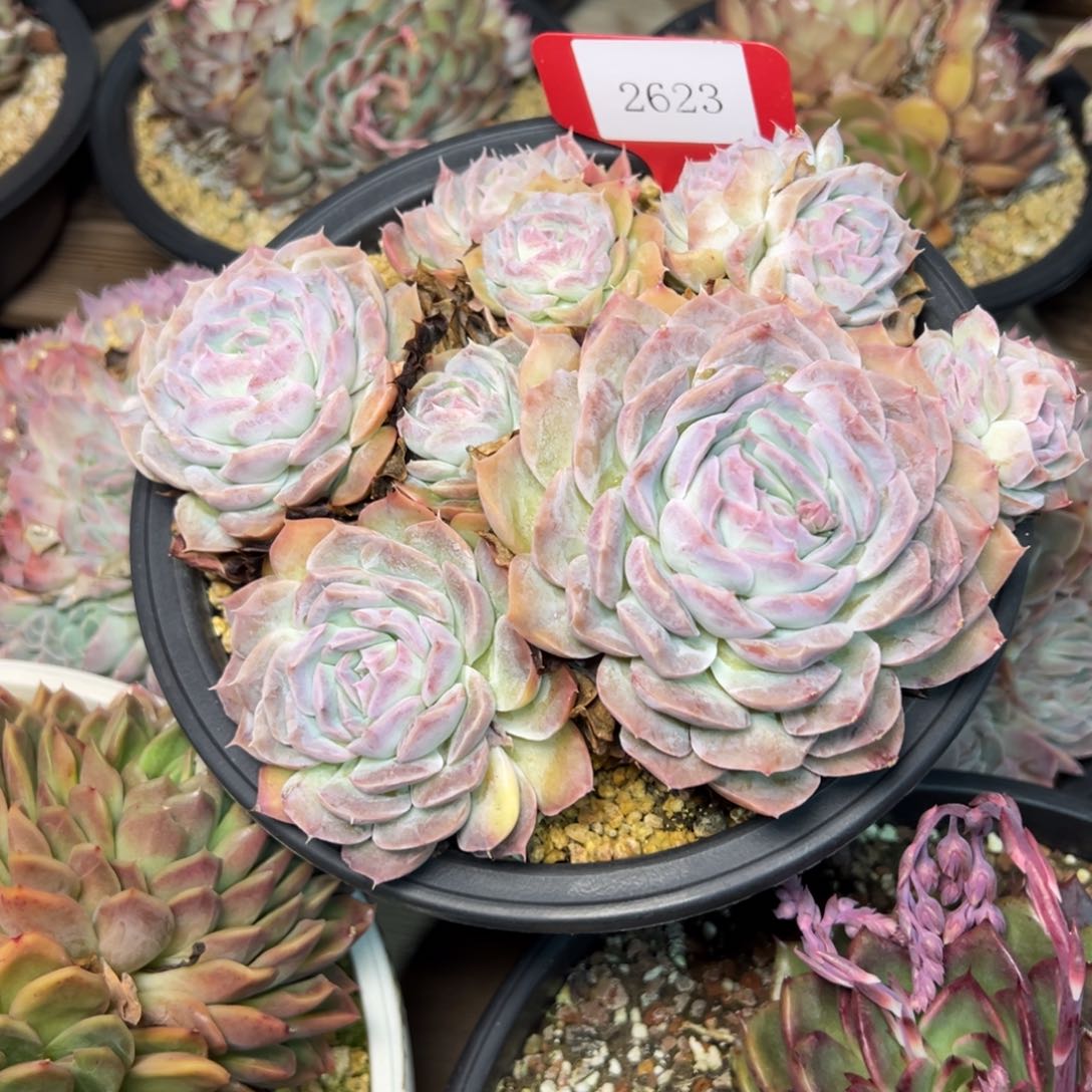 辰*2623多肉多多多多