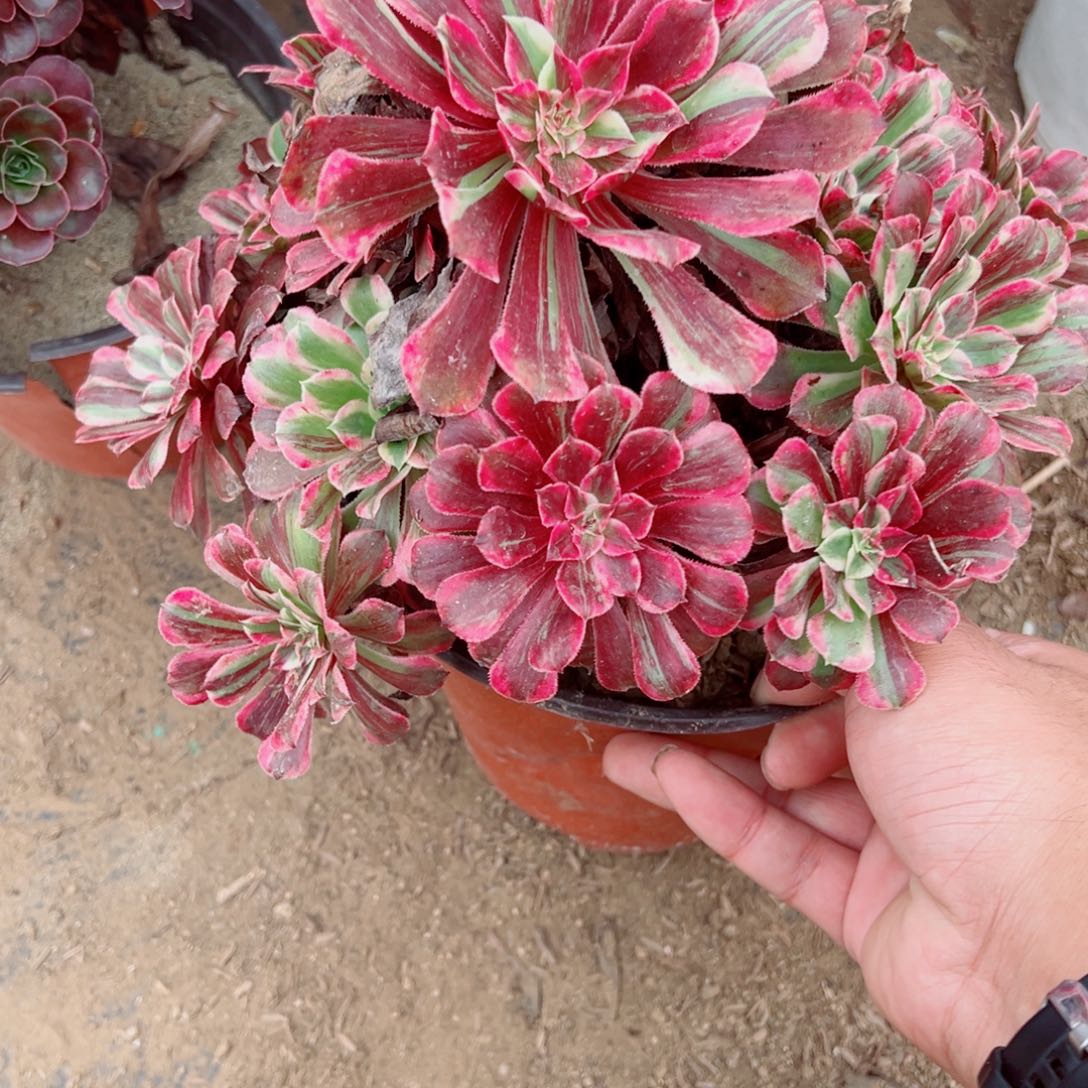 131同花顺多肉植物法师