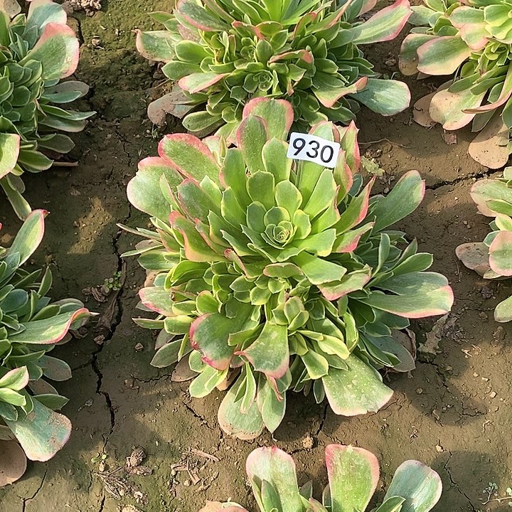 多肉植物法师930特斯拉