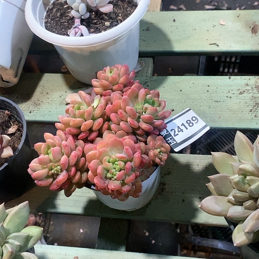 【闪购商品】可爱多24189