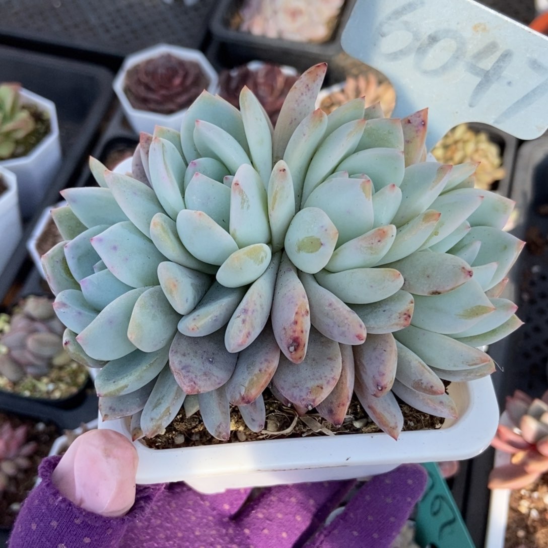 6047橙子多肉植物保护