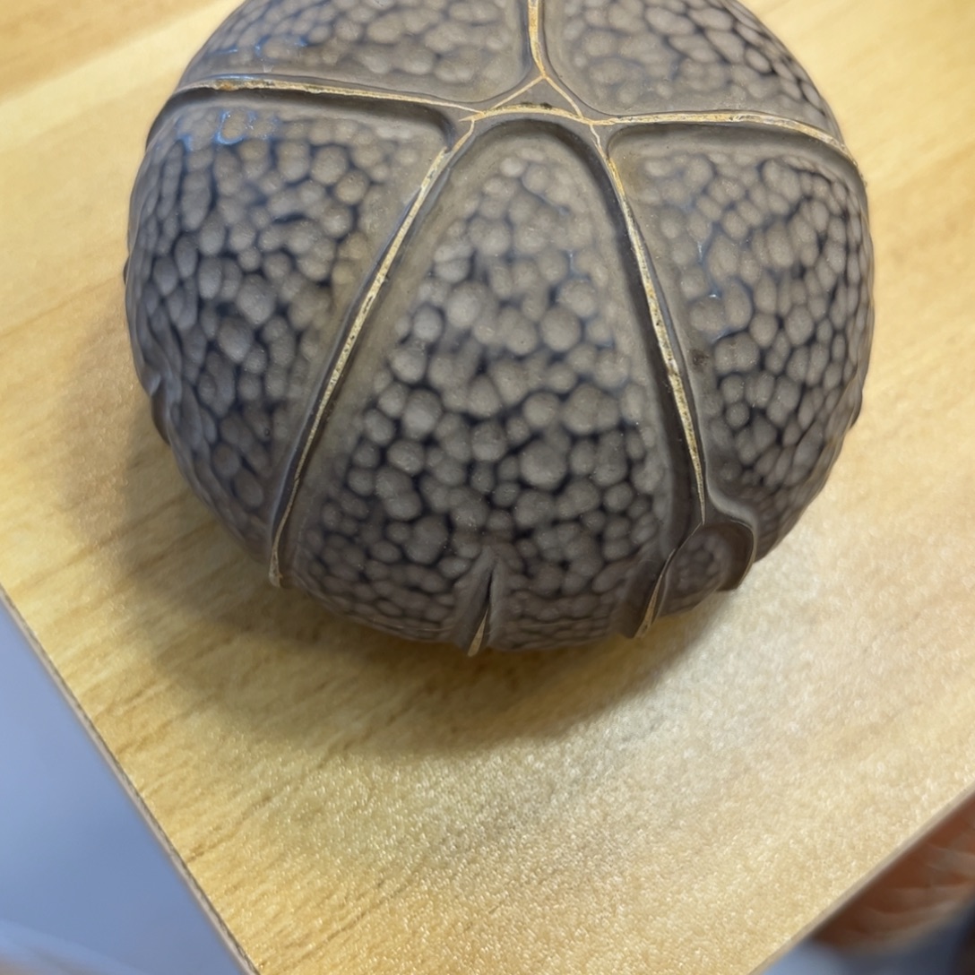 L***c石材龟纹石小精品原石