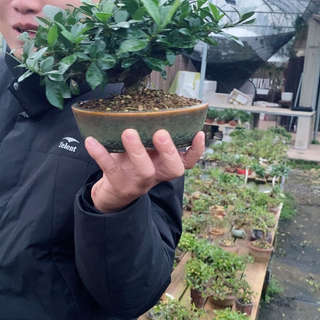 无花朵墨*栀子花