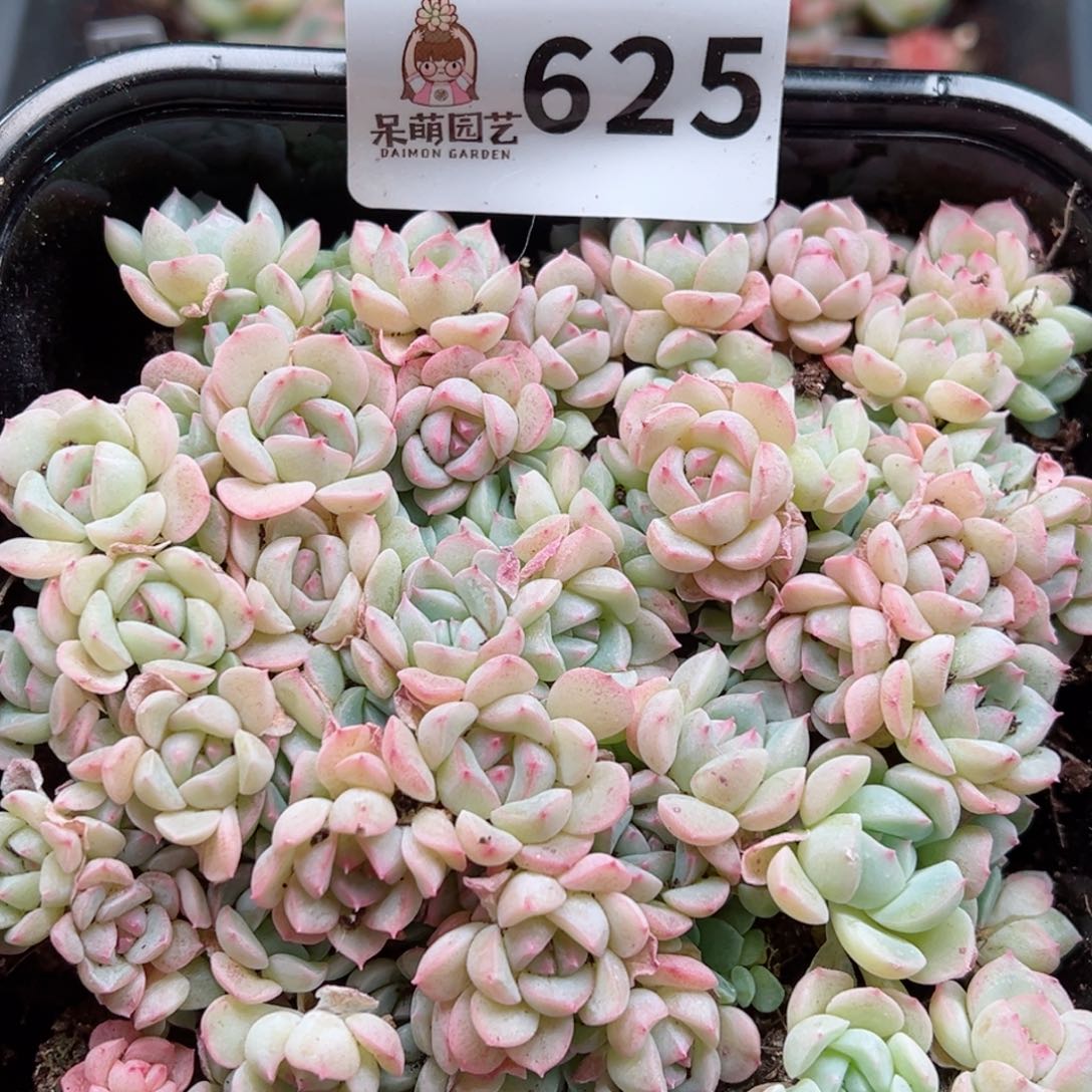 多肉植物多肉植物