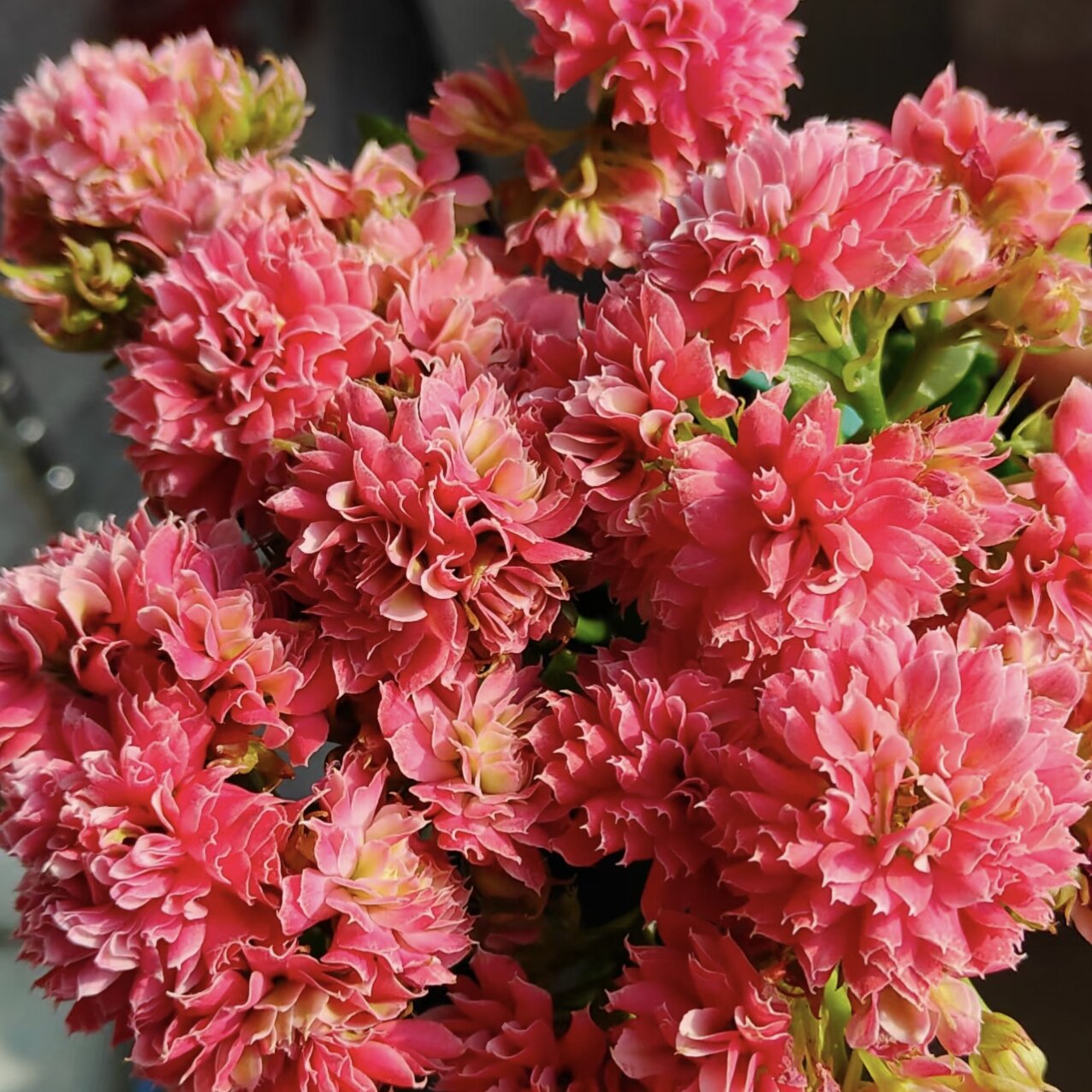 【红莲花神】稀有超大花110盆