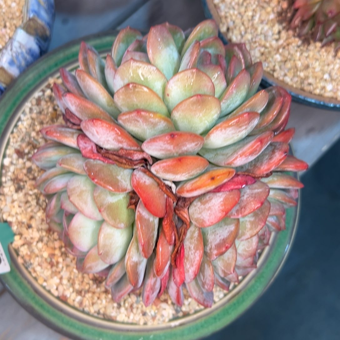 多肉一物一拍0214-216