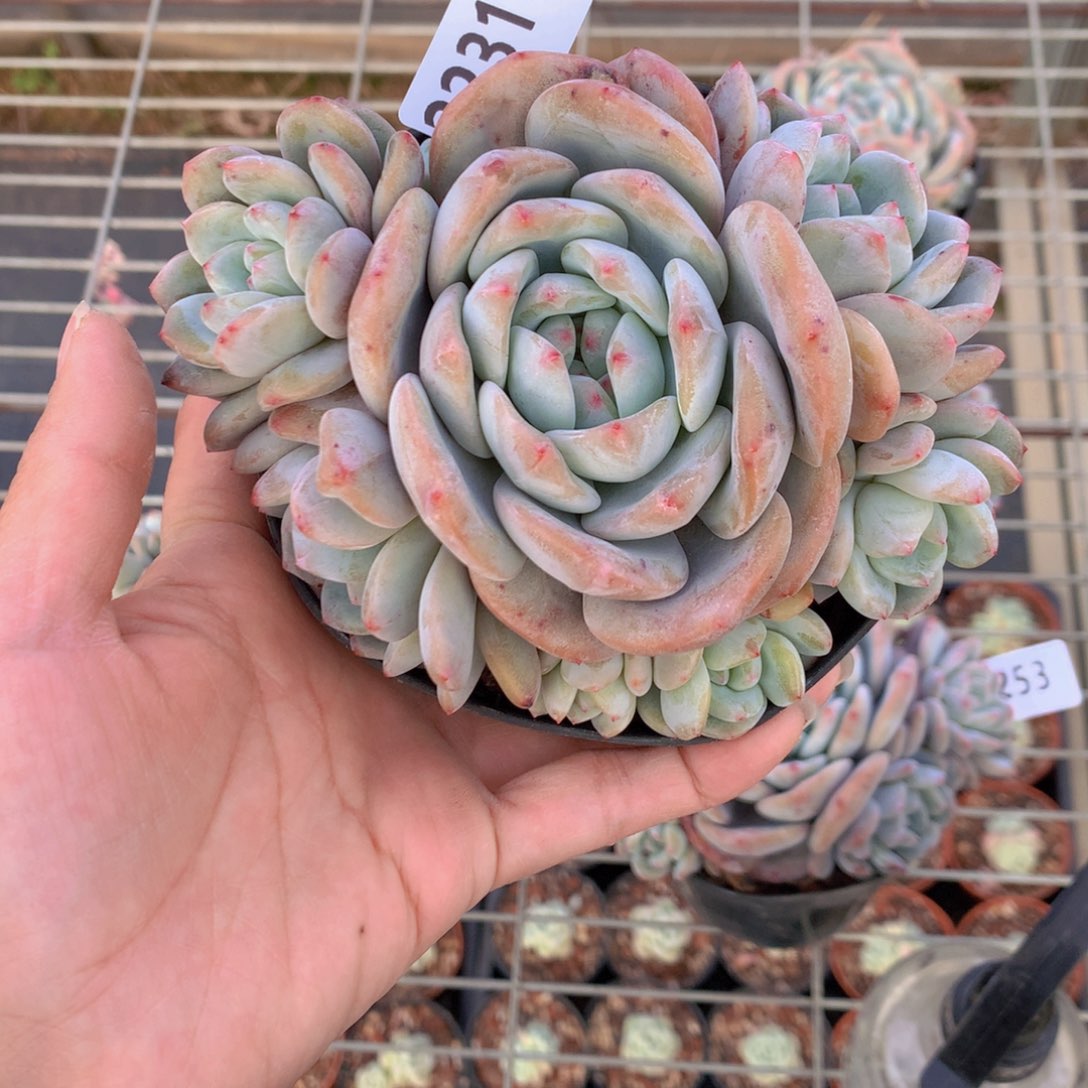 2231多头一个大帅哥！我要