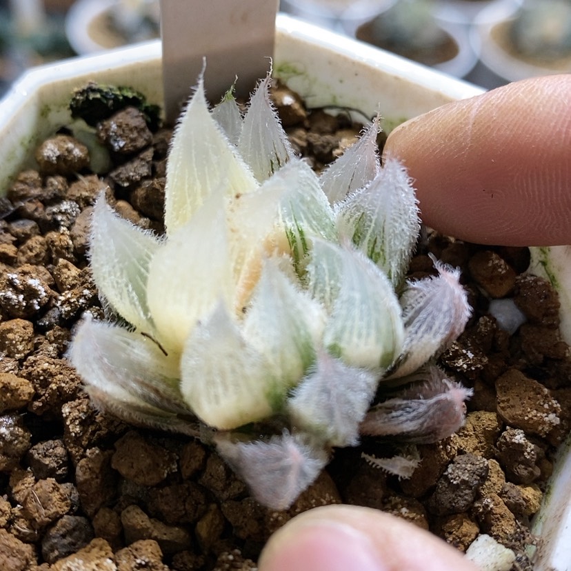 【闪购商品】171gm292