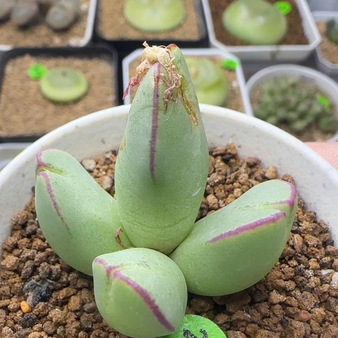 红边托马斯手工水饺群多肉217