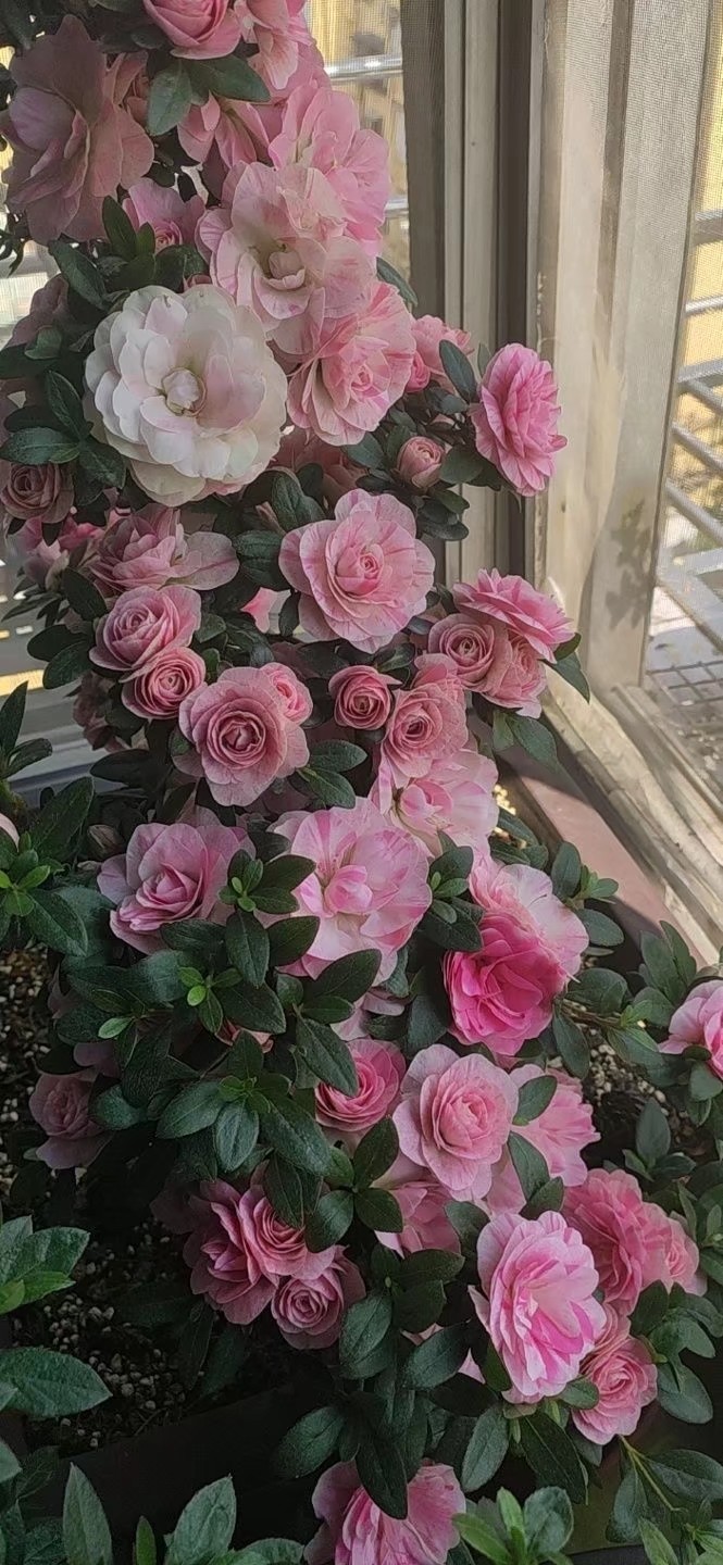 盆栽小品一物一拍