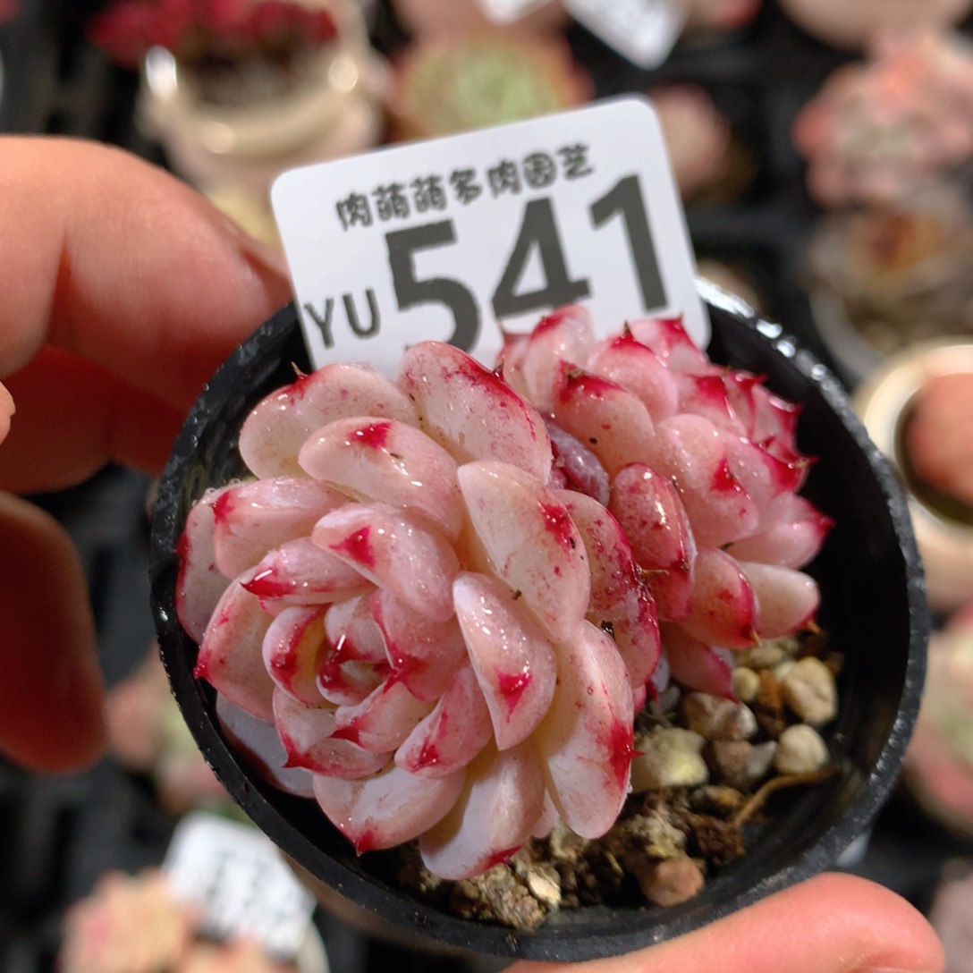 y**i5CM拇指盆精控多肉YU541奖