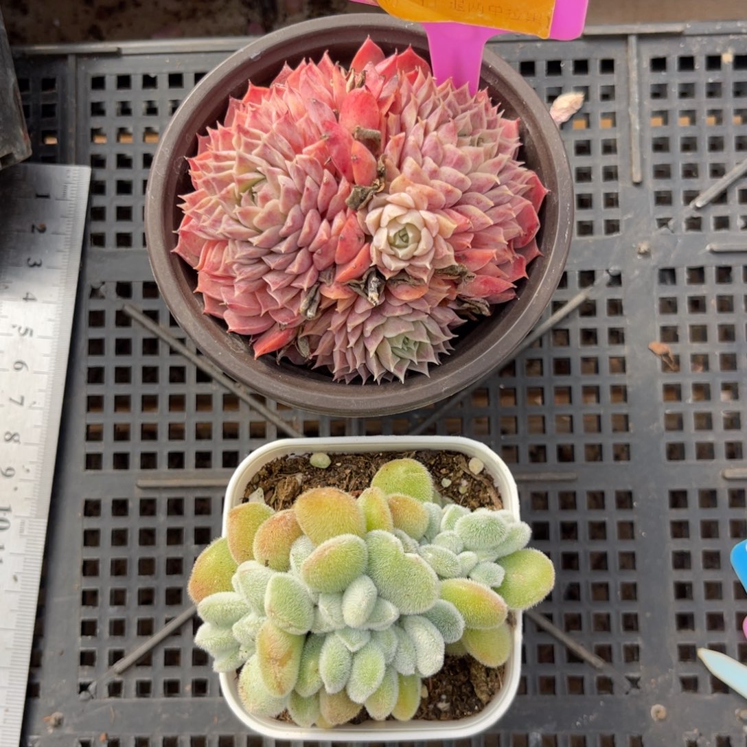 云尘多肉一物一拍122