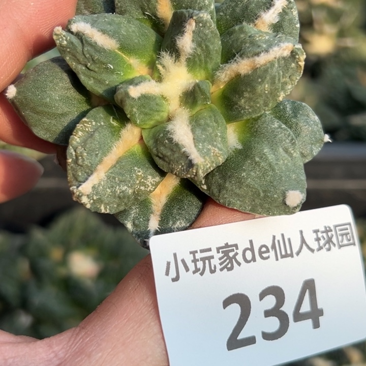 234三月中旬上盆 无根无根