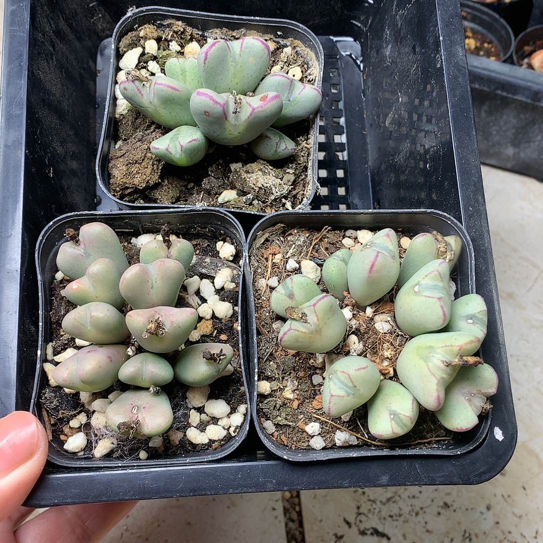 W515多肉植物保护研究所