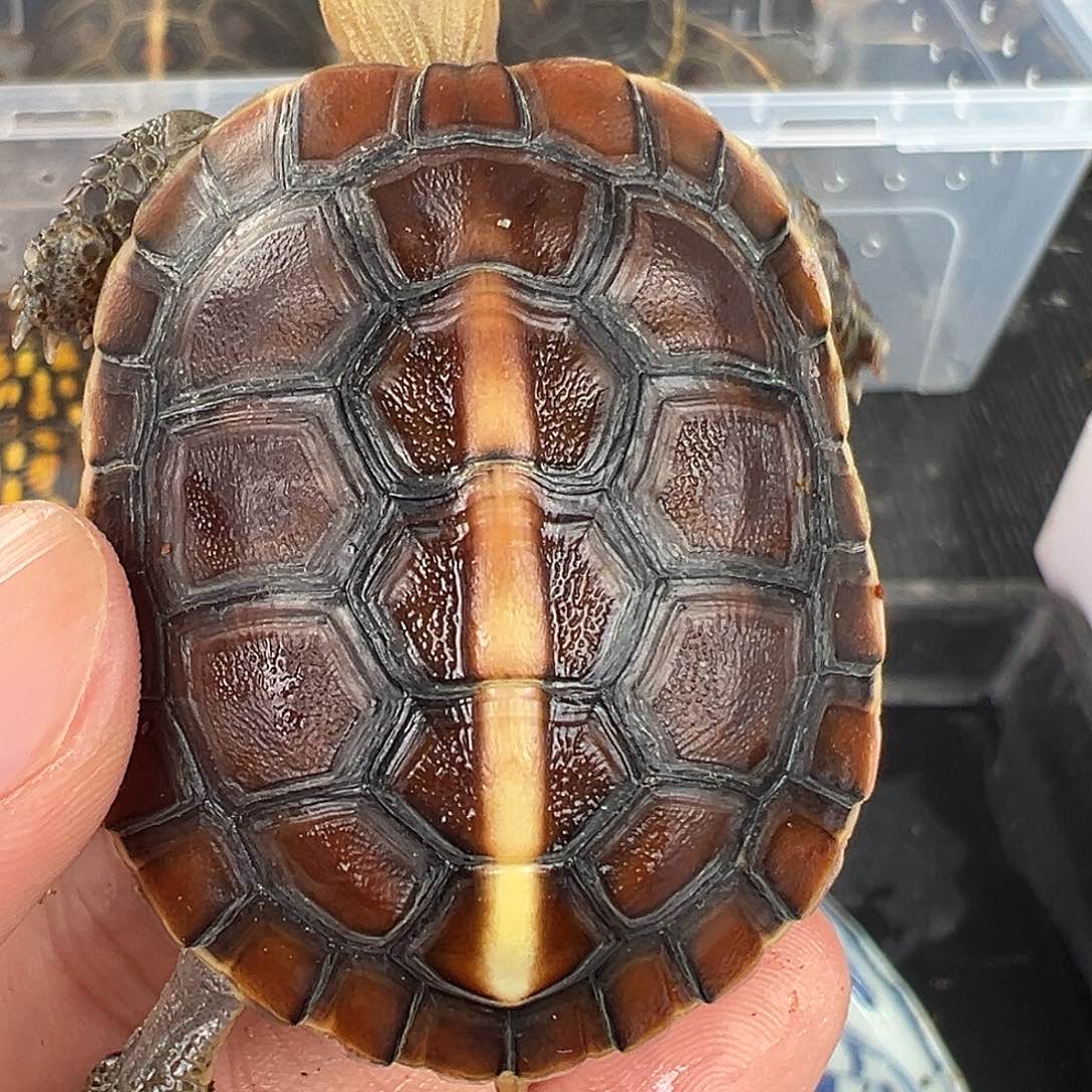 母洋*安安安苗头