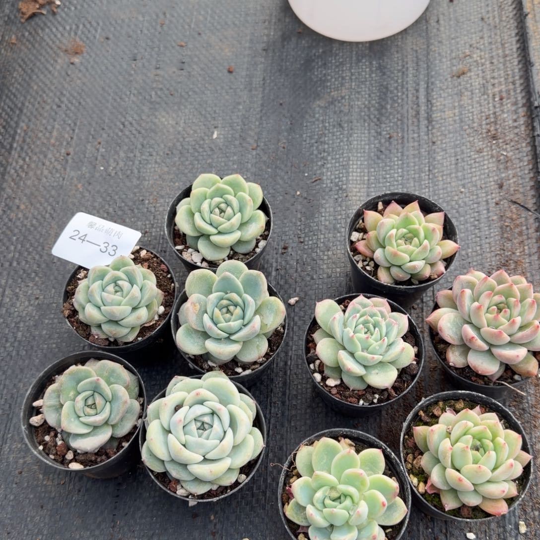 24-33宽叶珍妮窄叶珍妮各五颗量拍左五