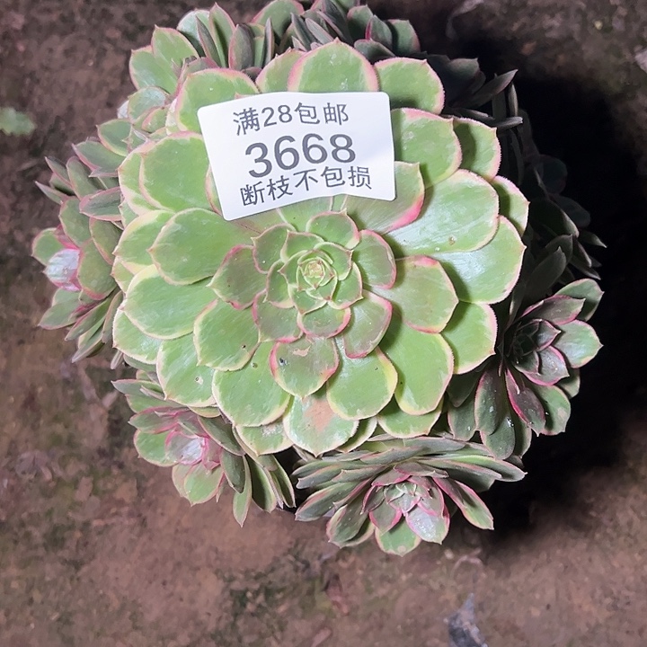 3668粉花妖多肉植物