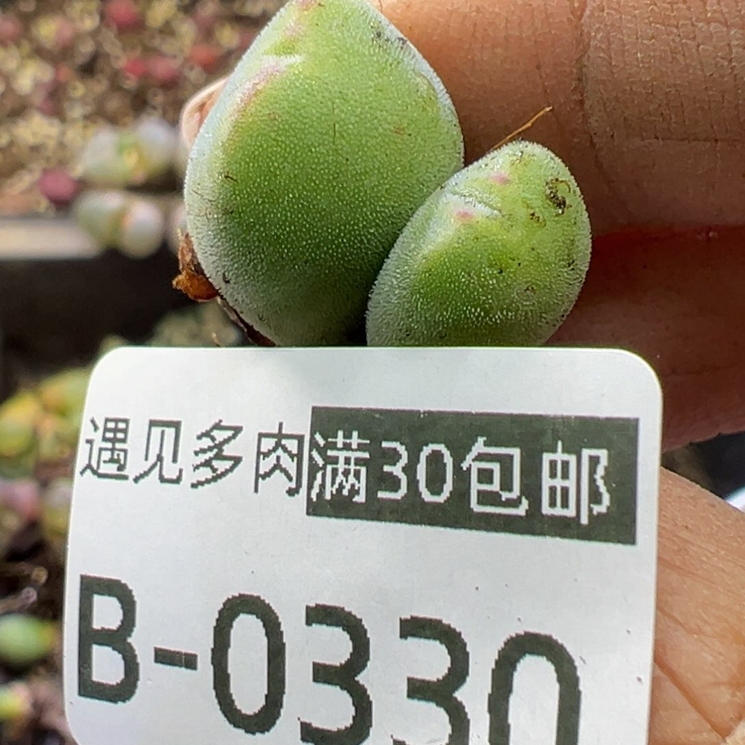 多肉植物11111111111111111