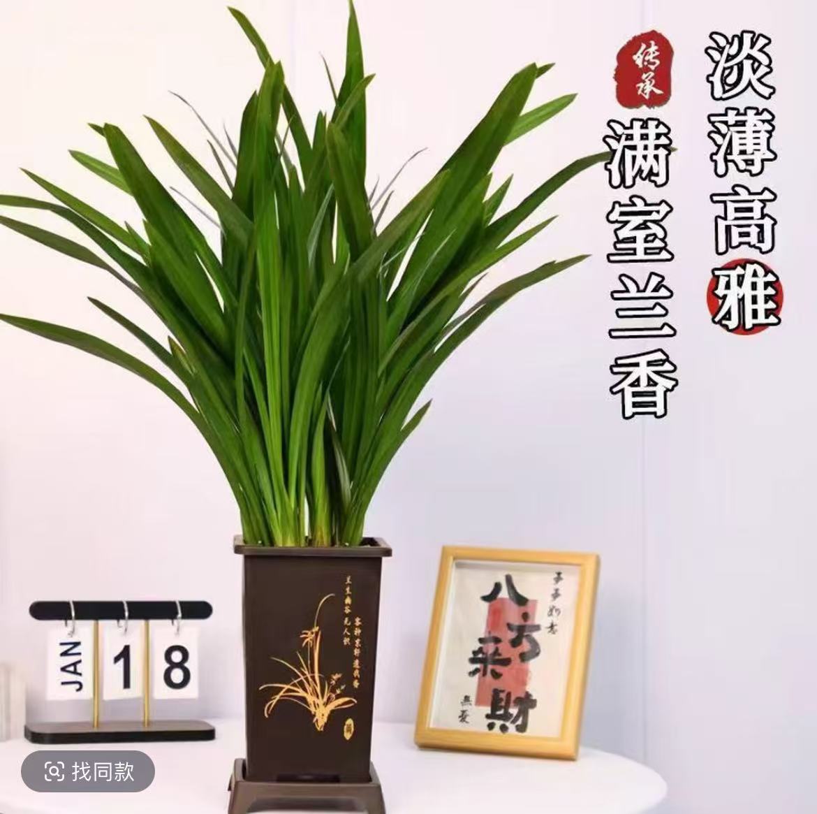 墨兰企黑盆栽兰花室内花卉6-8苗四季常青基地直发