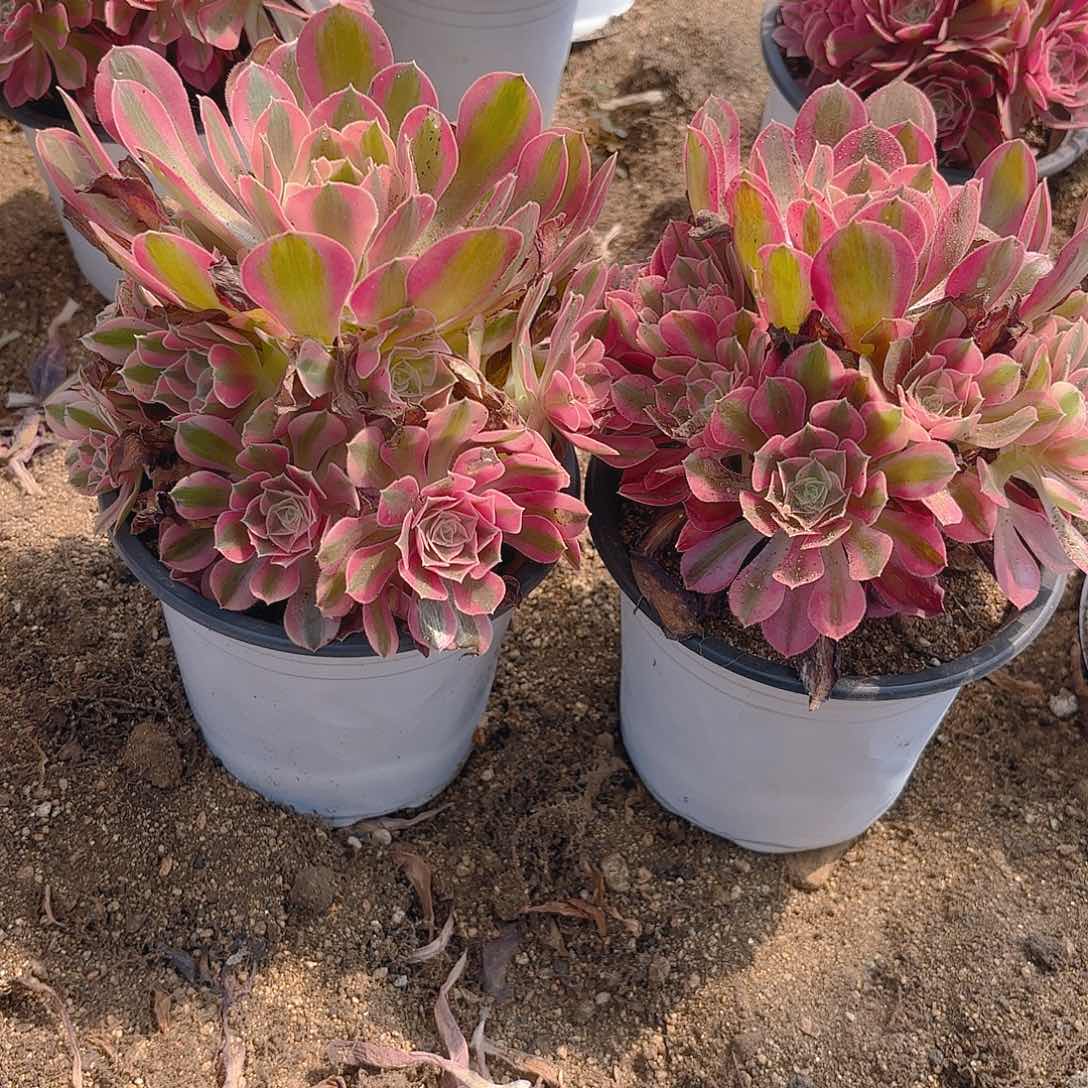 女巫多肉植物两颗不周正