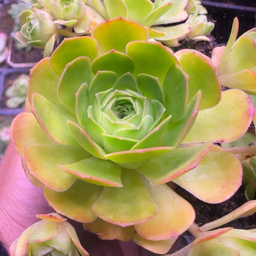 新品7厘米玫瑰群带4侧芽1111242424