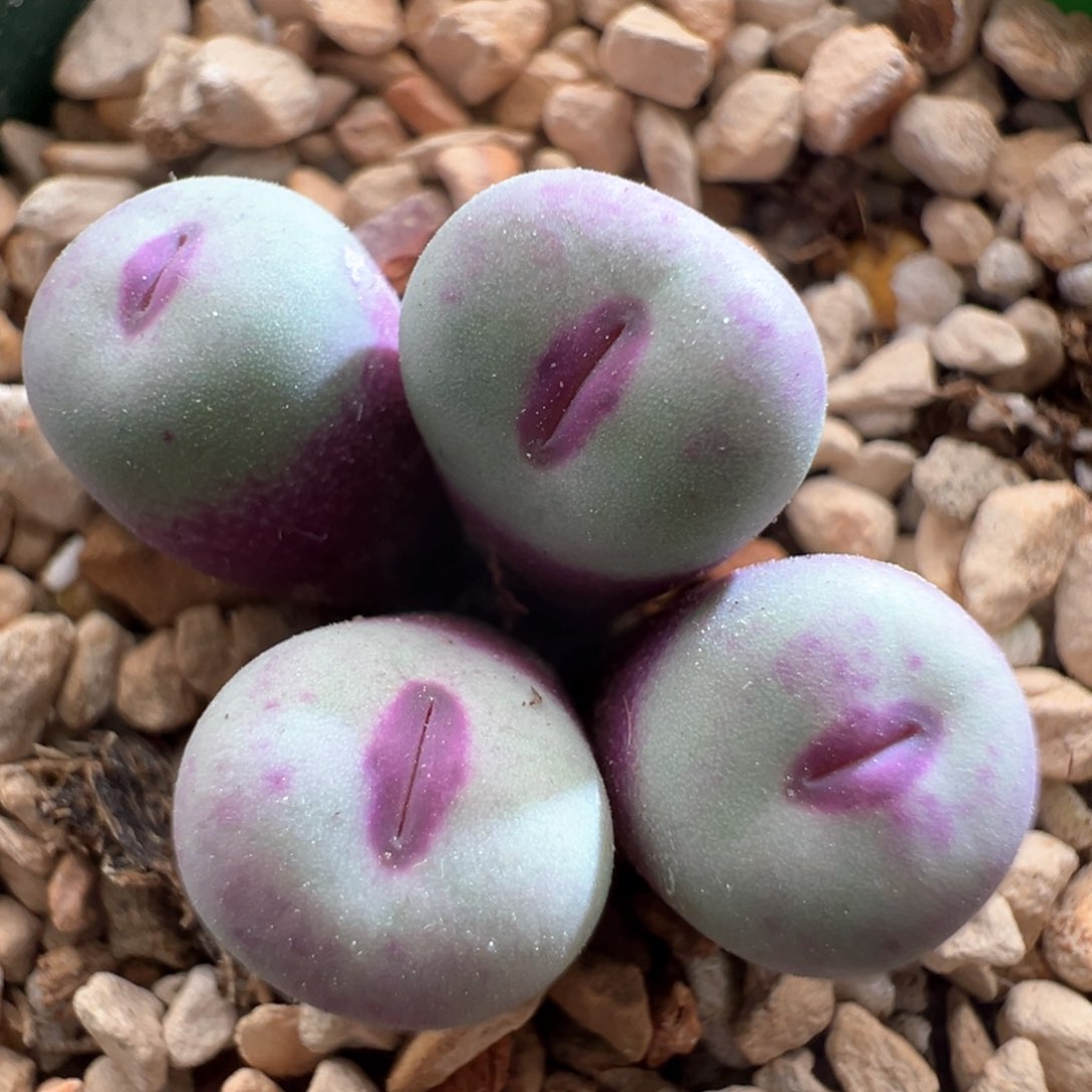 500。SSG0089小红嘴。优选。带盆土