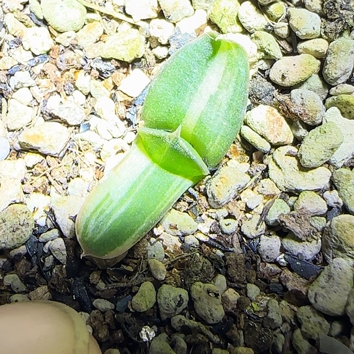 雅典娜卧牛锦实生苗