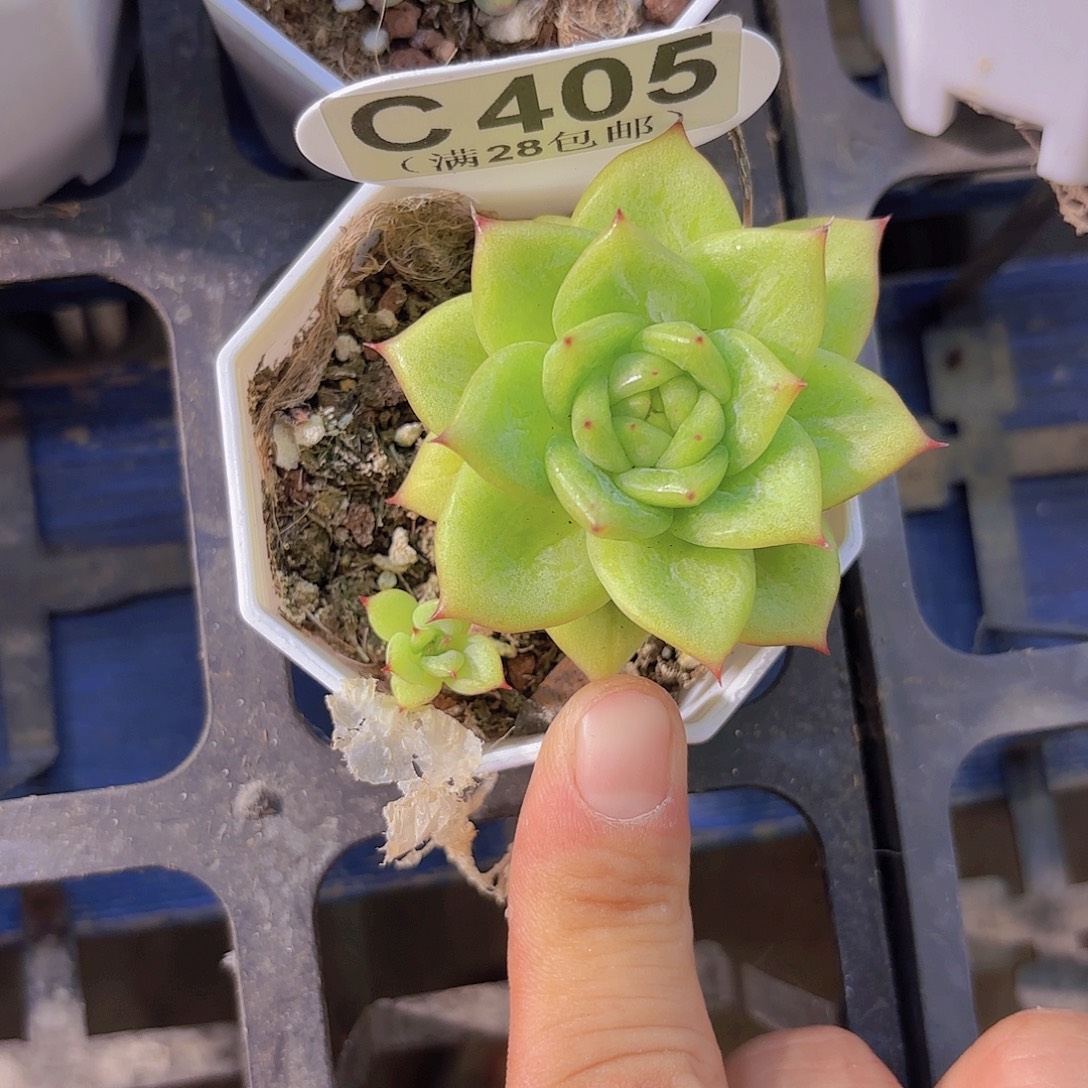 C405蔷薇玛利亚一物一拍