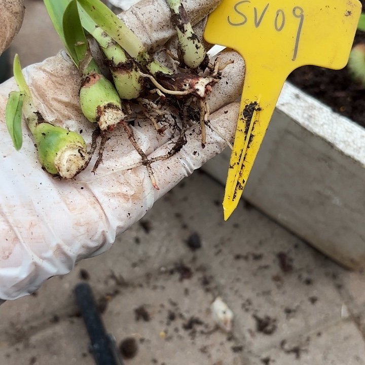 无花朵朱顶红Sv09侧5棵