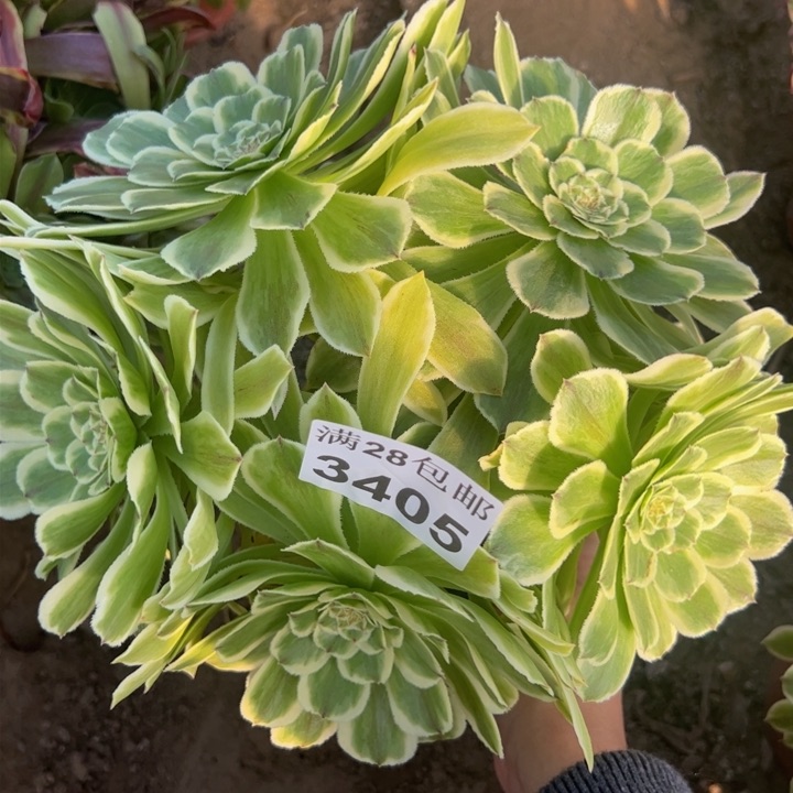 3405碧浪多肉植物