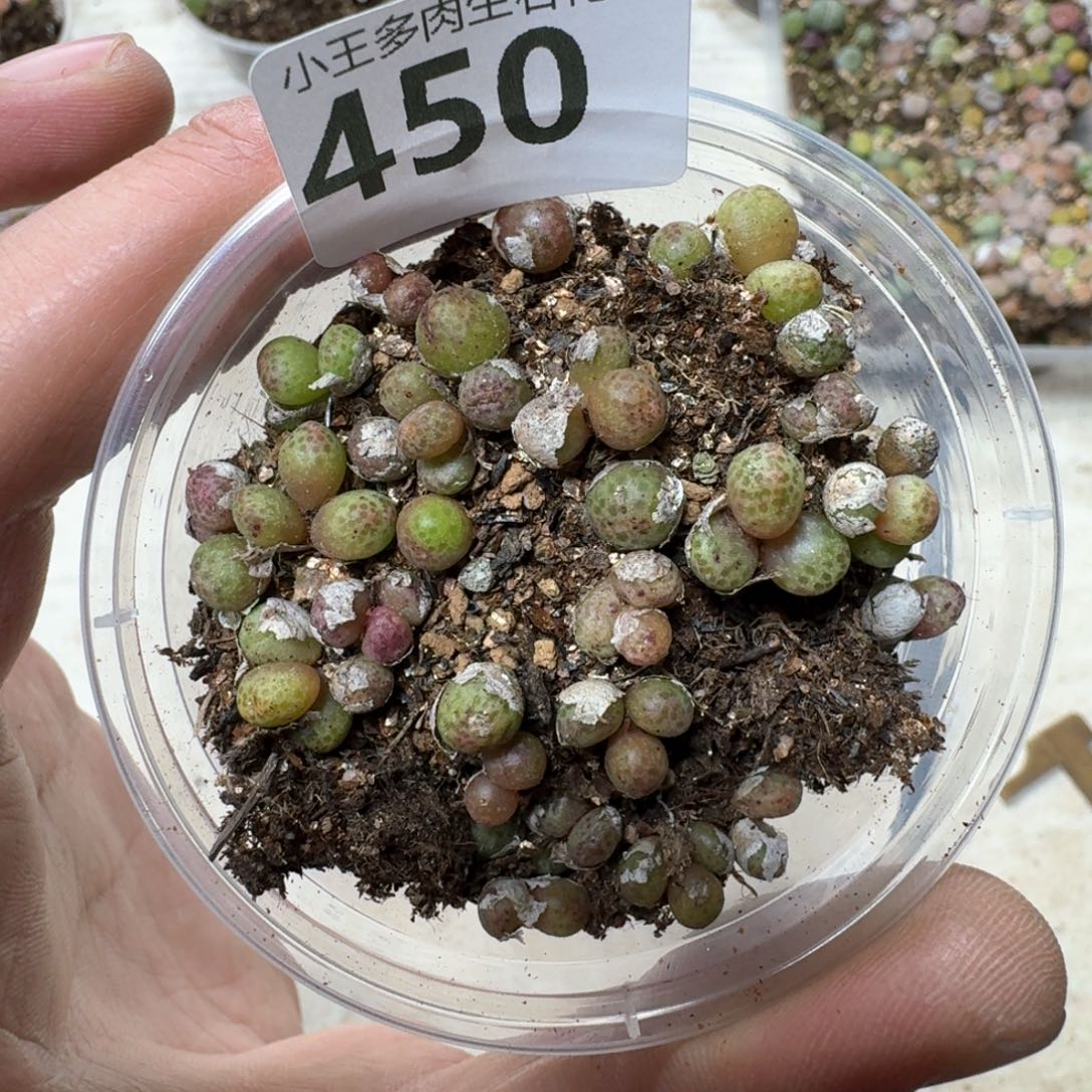 450  草莓斑马一盒。特别好