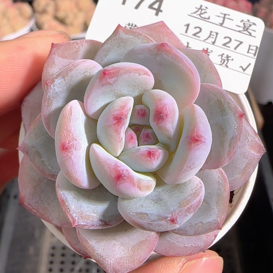 多肉1227-174石榴籽星影