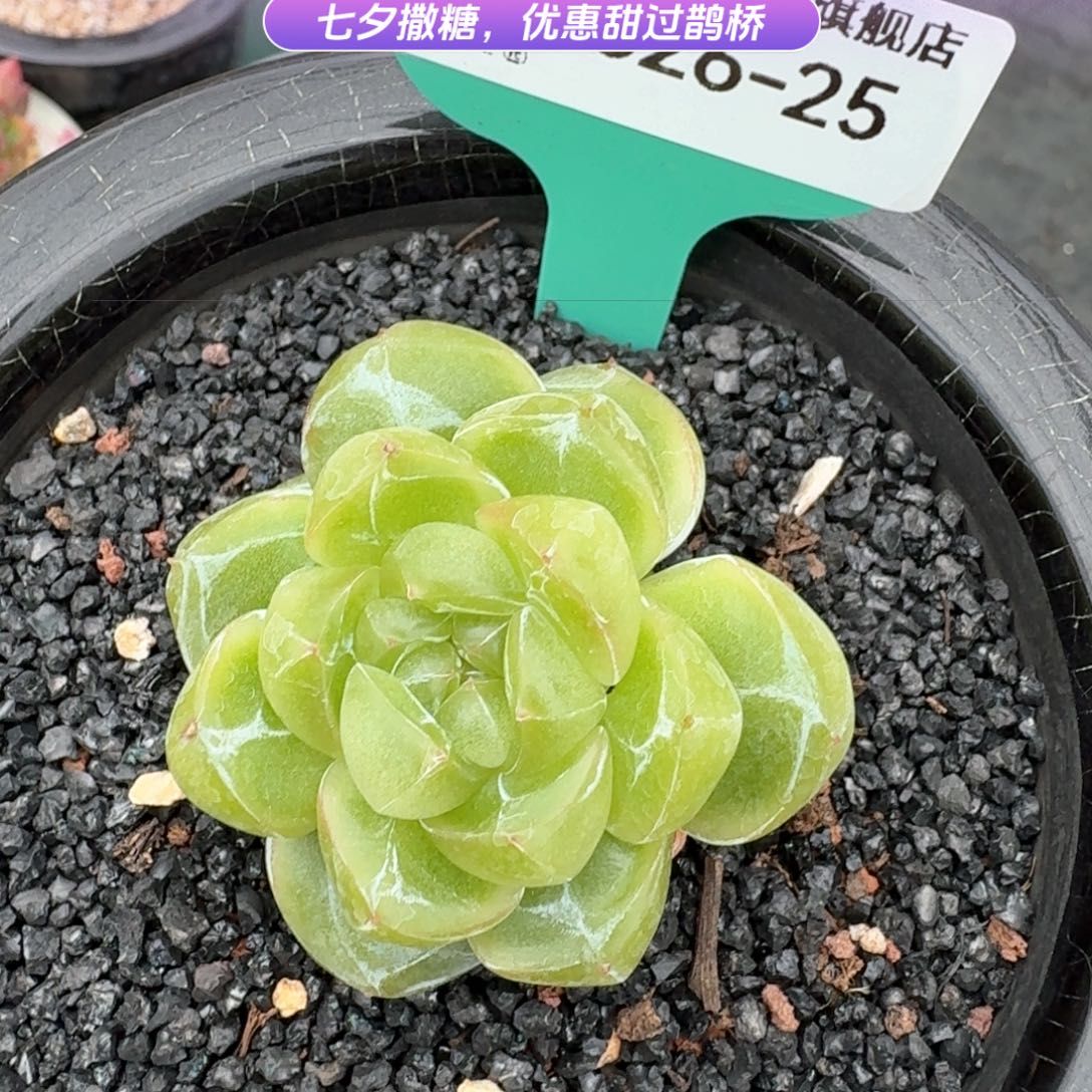 唔***呼从前慢多肉编号0826-25