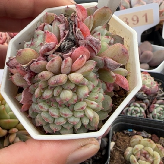 815白胖子缀一物一拍多肉