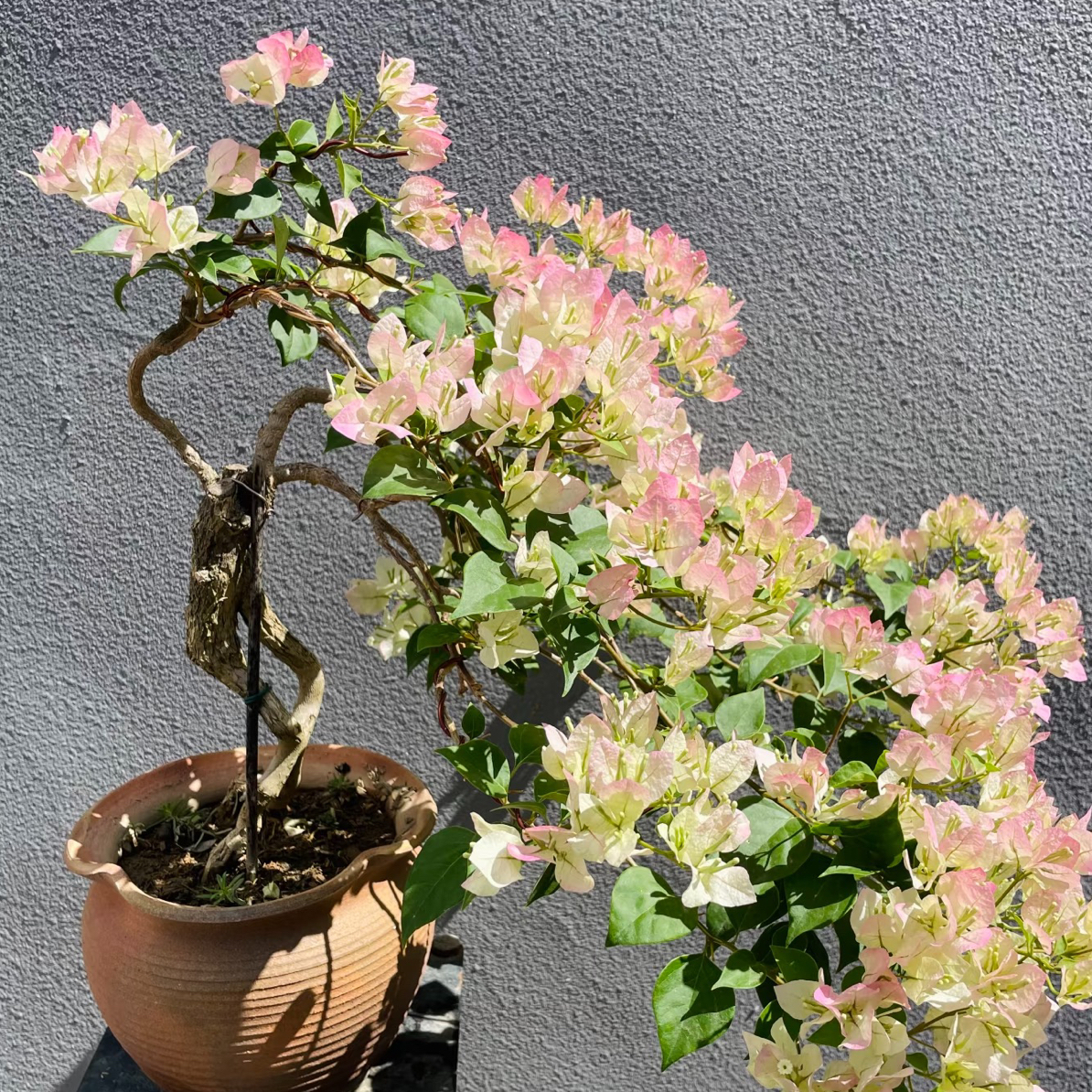 四季开花勤花品种三角梅（以直播间为准）寄养不退不换