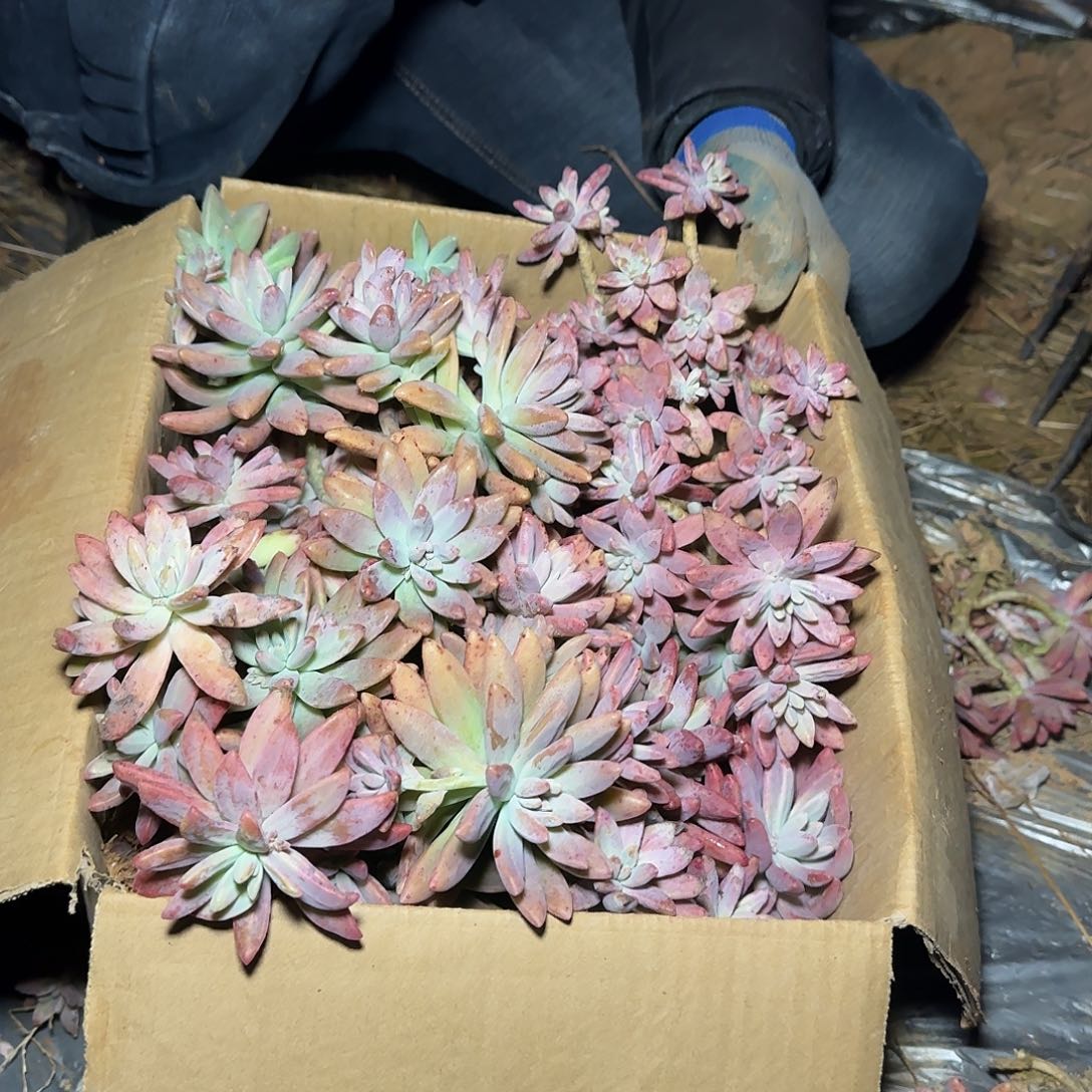 箱拍秋丽多肉轻微断肢不售后看好在拍