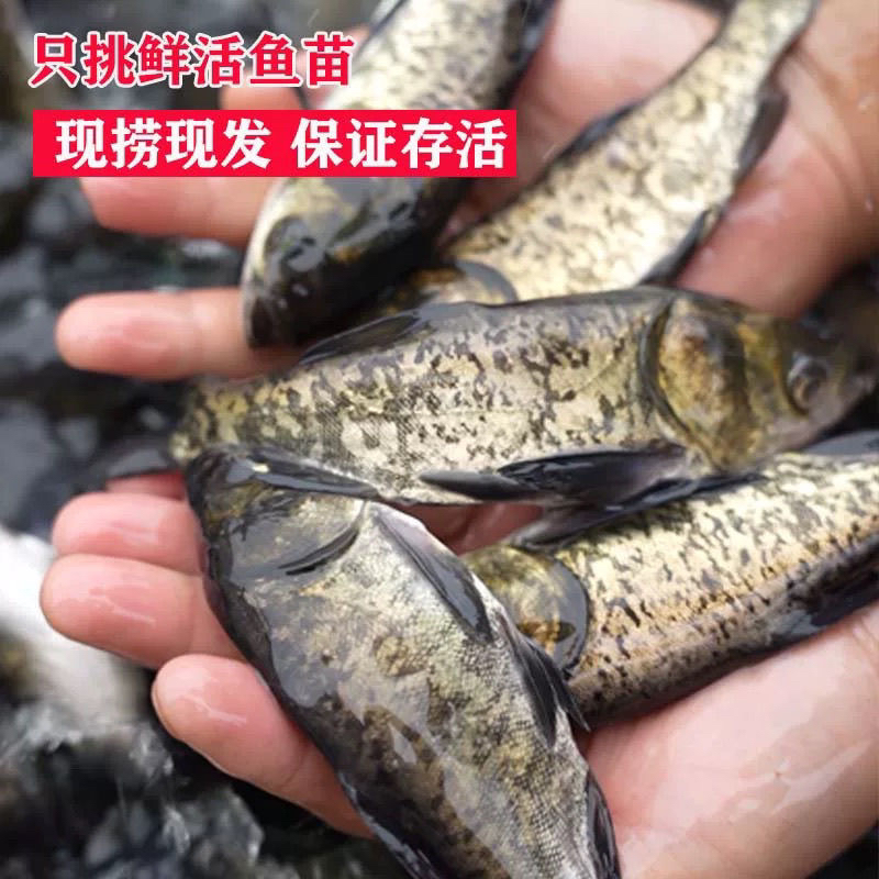 花鲢鱼胖头鱼大花鲢鱼