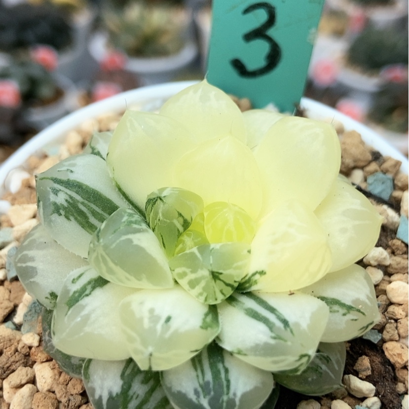 【闪购商品】3玛琳锦