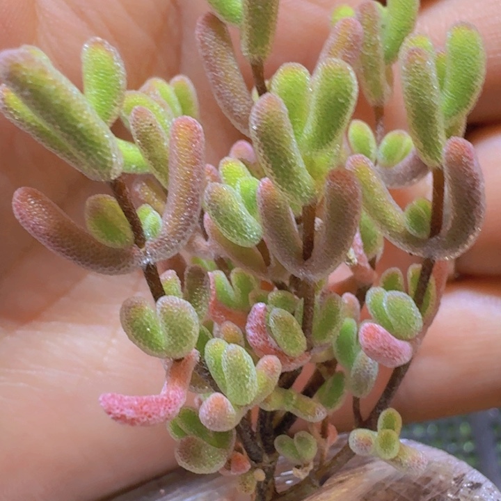 小星星枝干一物一拍