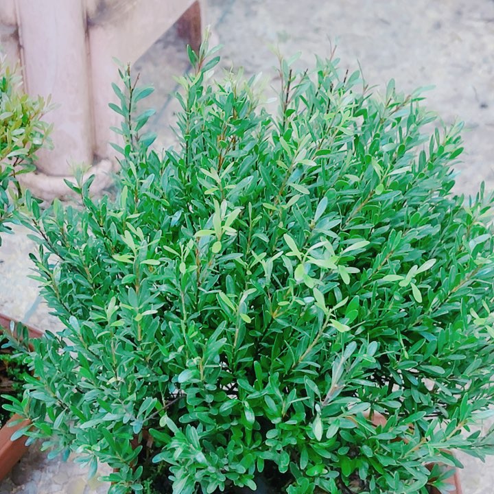 完全开放来**财78小叶赤楠