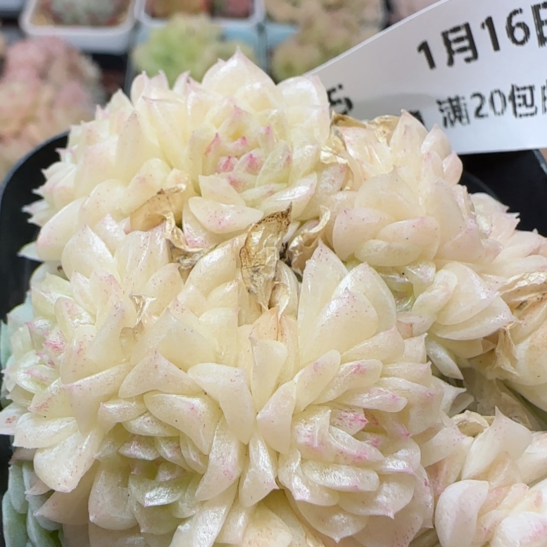 花语逸镜0116-45散