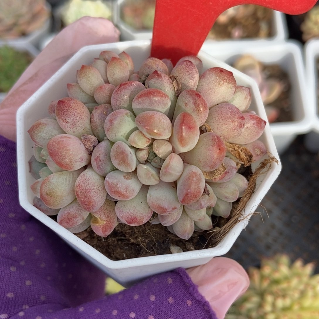 1746红蛋多肉植物保护